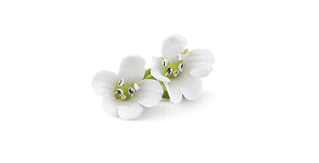 Bacopa Monnieri (B-Lit®)  - <span>India</span>