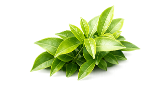 L-Theanine (Suntheanine®) - <span>Japan</span>